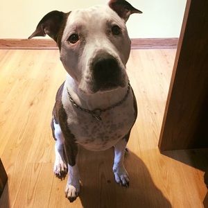 Meet your Posher, Patrick